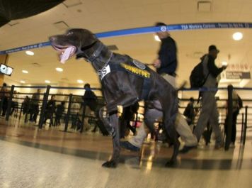 airport-security-dog